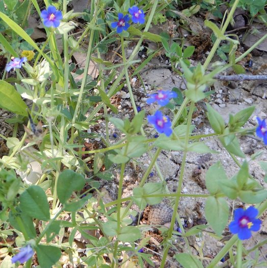 Anagallis var. coerulea